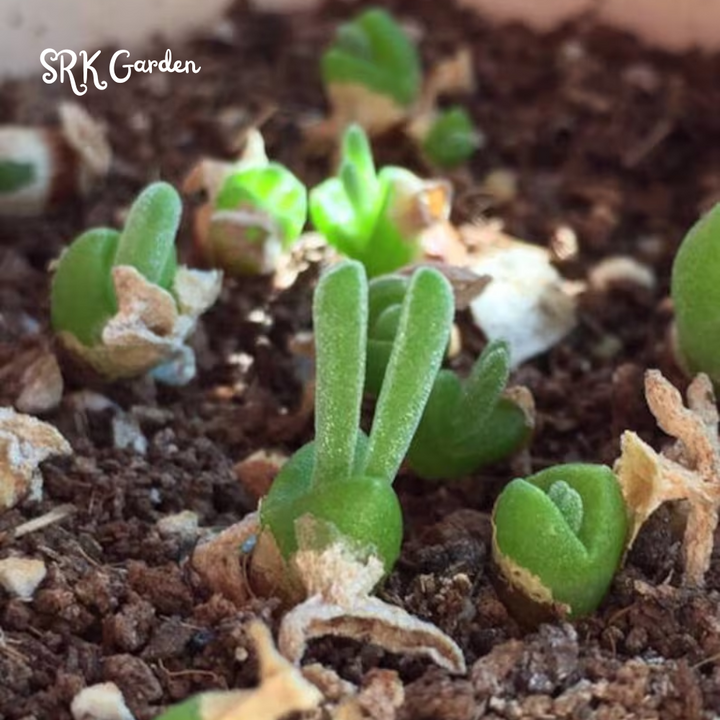 Monilaria moniliforme, Rabbit Succulents 20 seeds