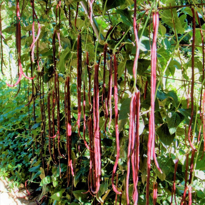 Purple Mart Tsu In Yard Long Bean Seeds | 10 Seeds