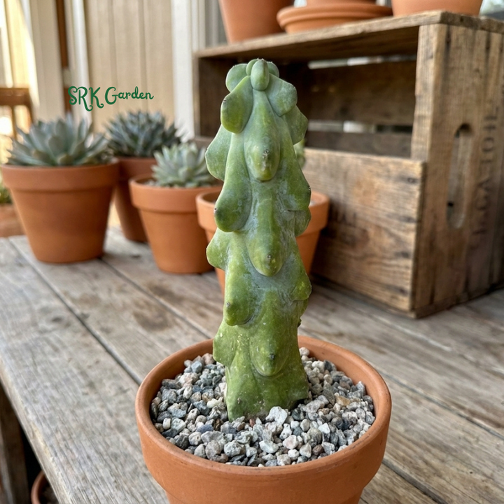Boobie Cactus | Myrtillocactus geometrizans ‘Fukurokuryuzinboku’ | Rare Exotic Cactus in 4", 6", 8" Pot