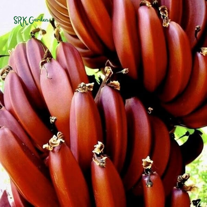 Red Banana Plant Live for Planting, Cold Hardy, 4-7" in Tall, No Pot, Musa Plant