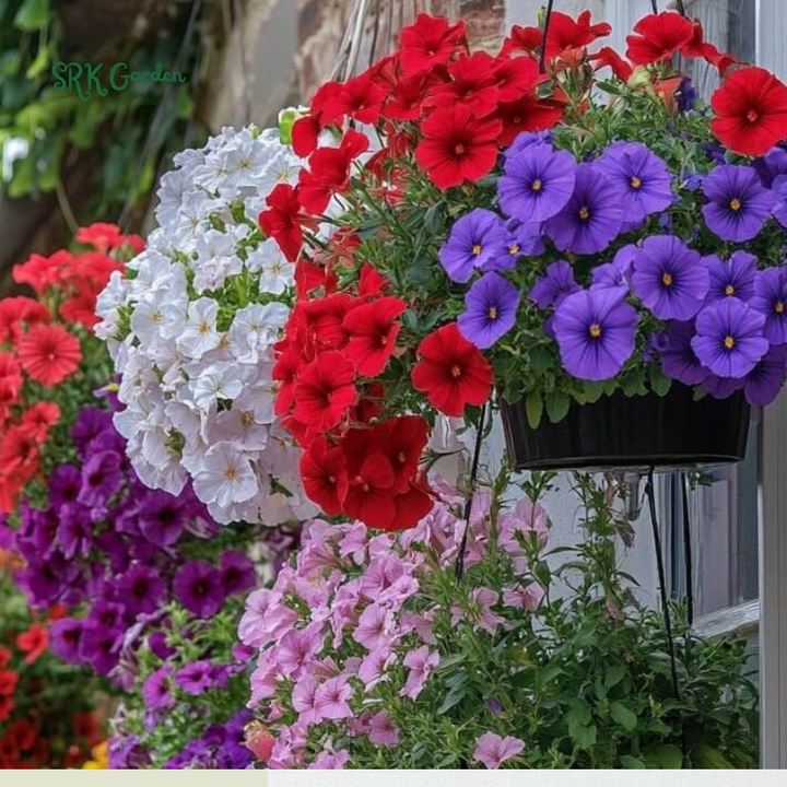 Dwarf Petunia Seed Mix | 250 Seeds