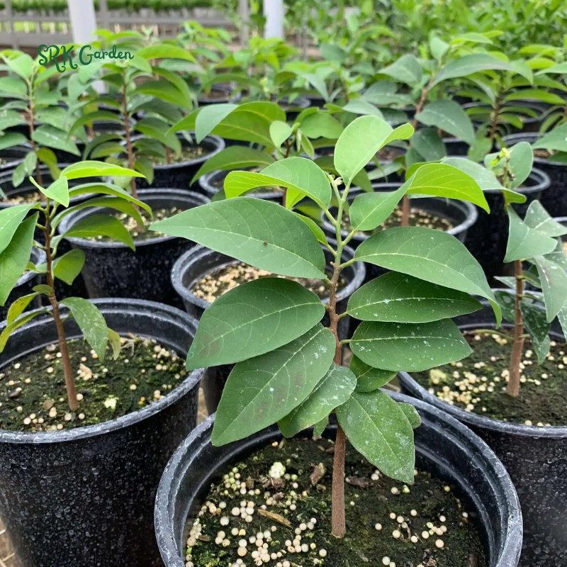 Sugar Apple Live Fruit Tree 10”-20” Tropical Plant