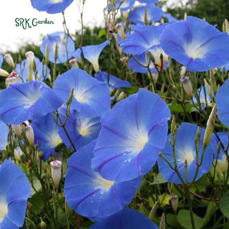 Heavenly Blue Morning Glory Seeds | 50 Seeds