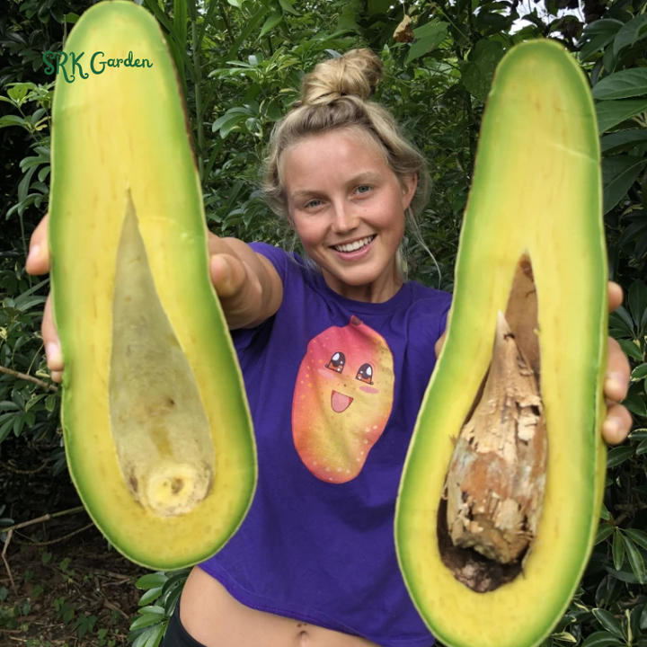 Long Neck Avocado Avocado Tree - Live Big Fruit Tree 12"-24" Tropical Plant