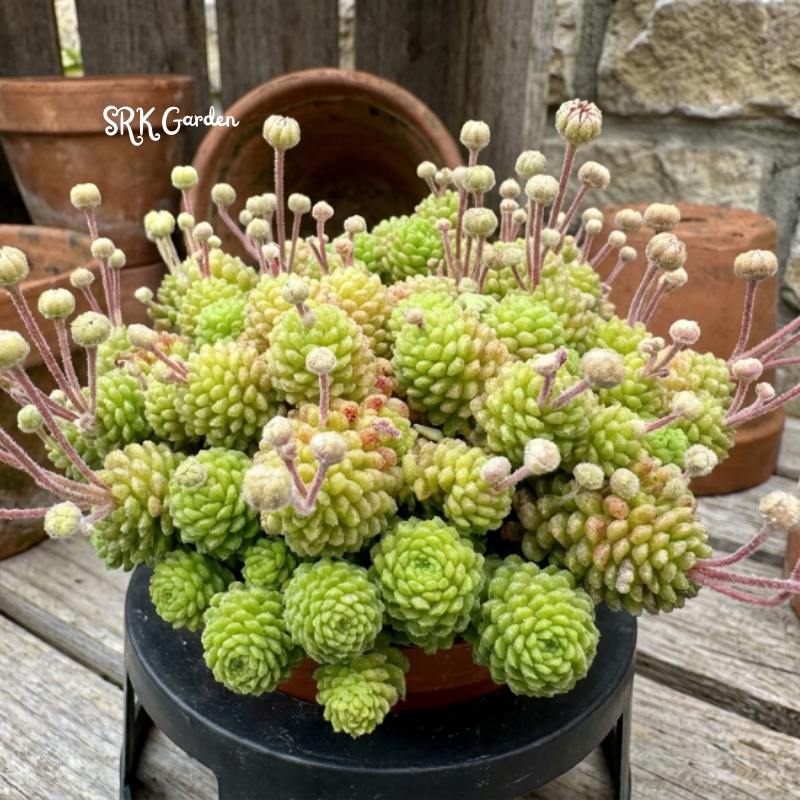 Monanthes Polyphylla, Miniature Succulent, Rare Plant in 3" pot