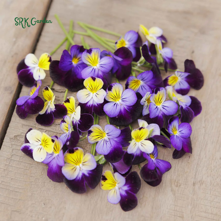 Helen Mount Johnny Jump Up Seeds | 120 Seeds