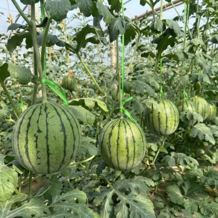 Sugar Baby Watermelon Seeds for Planting | 25 seeds