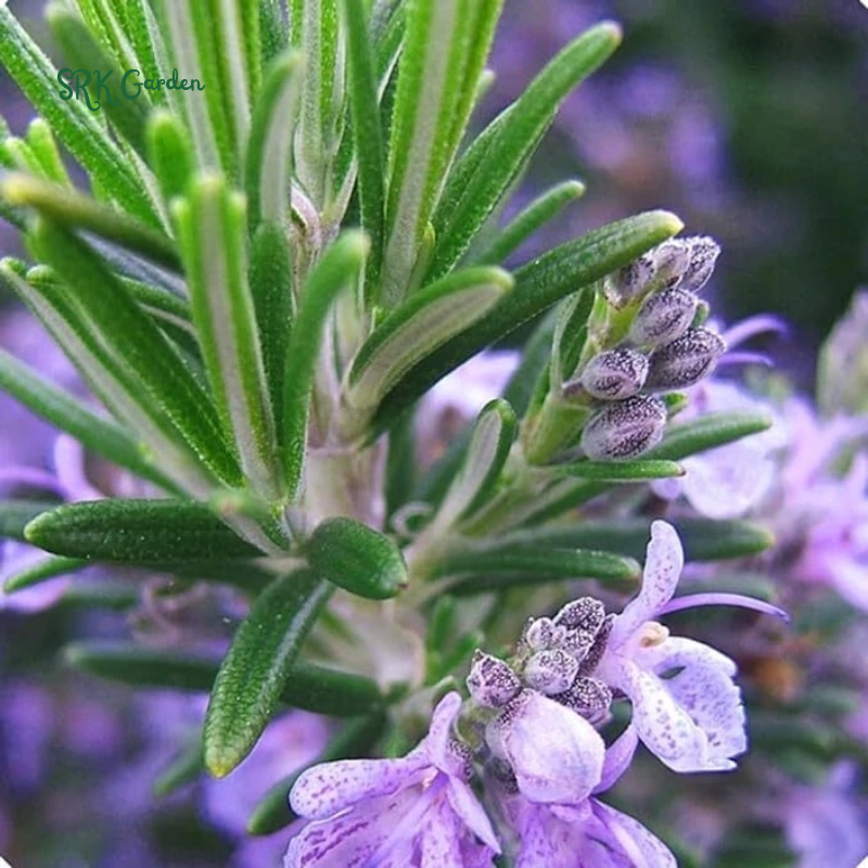 Organic Rosemary Seeds | 50 Seeds