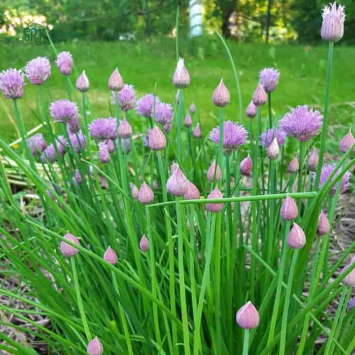 Chives Seeds | 150 Seeds
