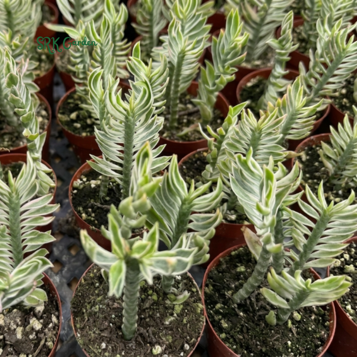 Devil's Backbone, Variegated Succulent in 2.5" pot