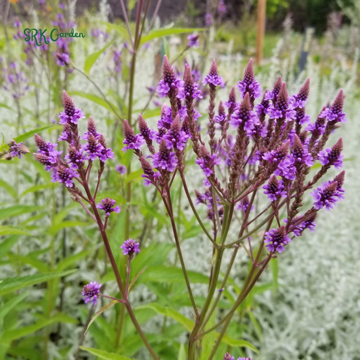 Blue Vervain Seeds | 200 seeds