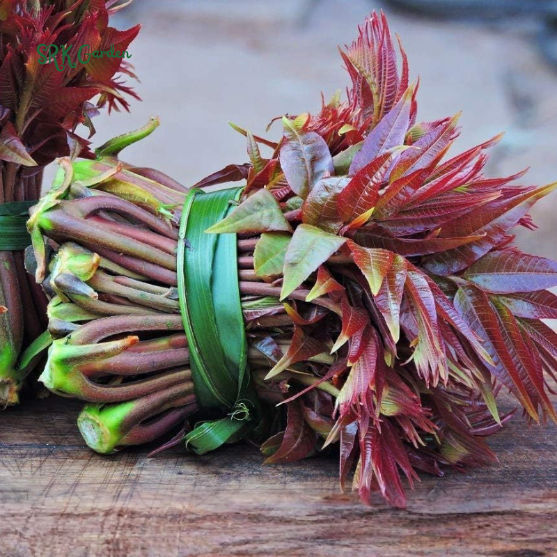 Chinese Toon Seeds | 20 Seeds