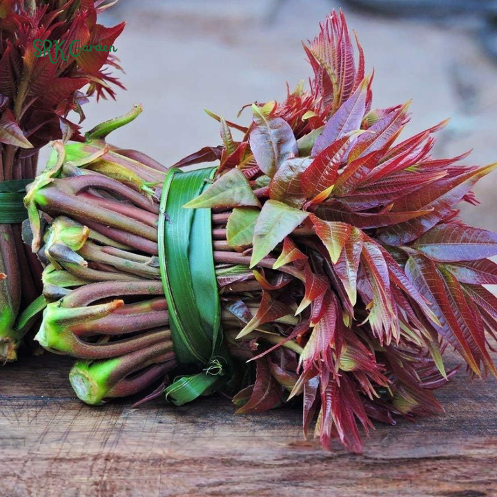 Chinese Toon Seeds | 20 Seeds