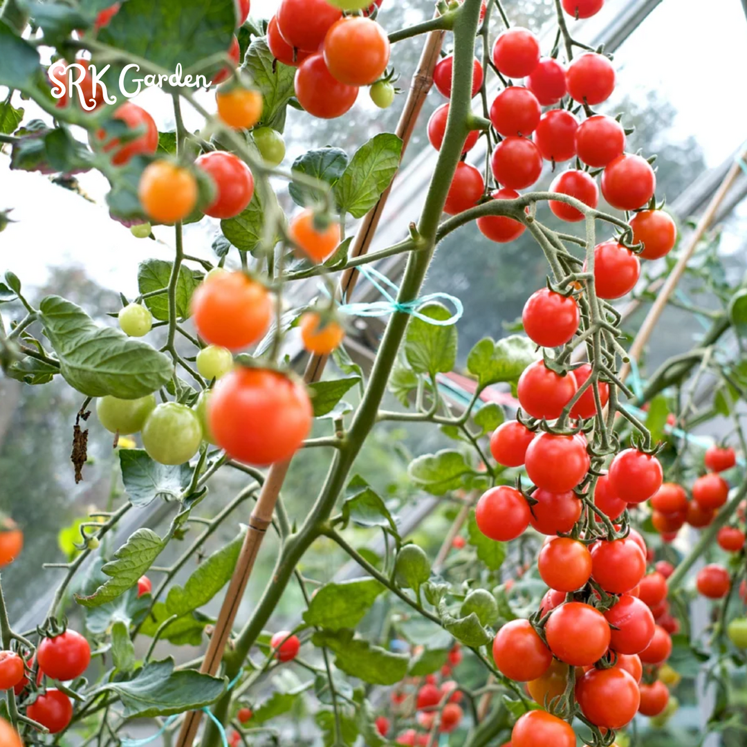 Red Cherry Tomato Seeds, Money Maker Cherry Tomatoes Natural, Non GMO 300+ Seeds