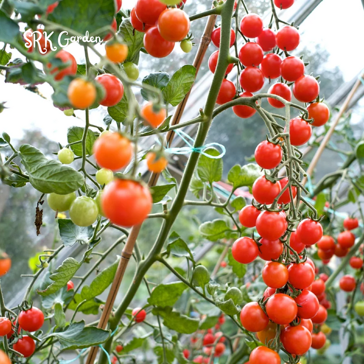 Red Cherry Tomato Seeds, Money Maker Cherry Tomatoes Natural, Non GMO 300+ Seeds