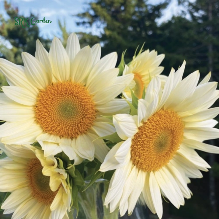 Pro Cut White Lite Sunflower Seeds | 20 Seeds