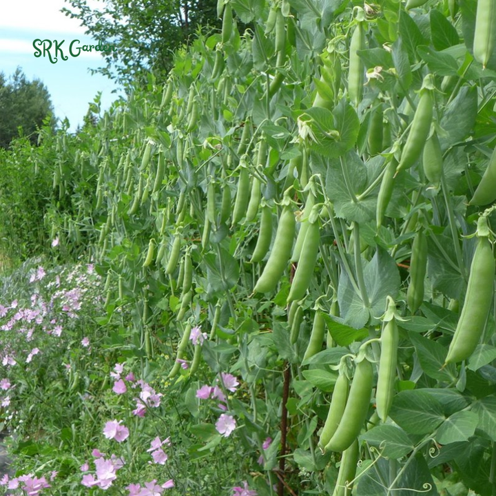 Super Sugar Snap Pea  | 20 Seeds