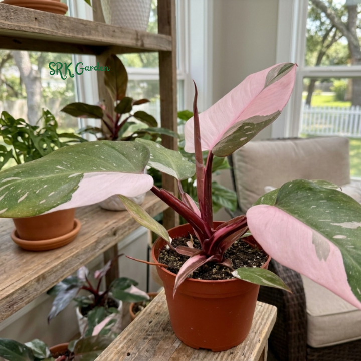 Philodendron Pink Princess, Live Houseplant in 4" pot