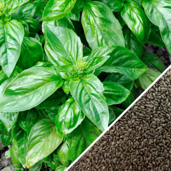 Organic Italian Large Leaf Basil | 250 Seeds