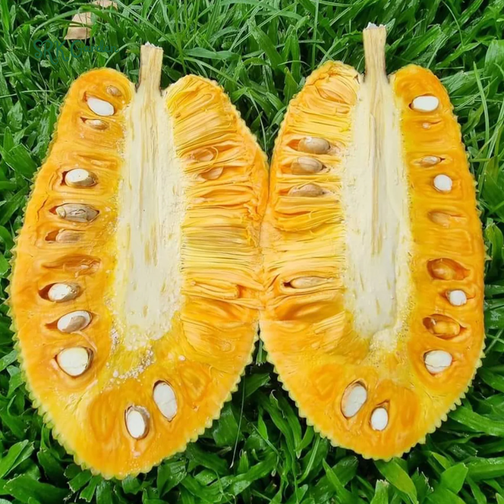 Live Jackfruit Tree Plant High Yield, 8-14" Tall, Sweet Tropical Fruit | 1 Year Old Potted