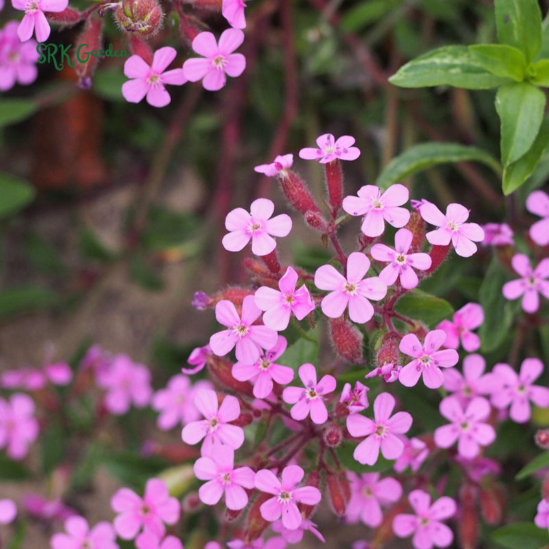 Soapwort Seeds | 300 Seeds