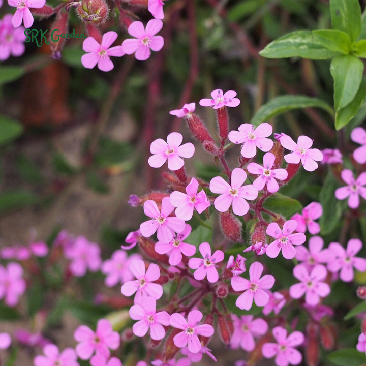 Soapwort Seeds | 300 Seeds