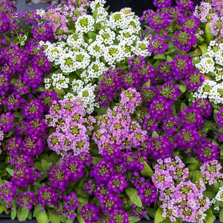ALYSSUM SEEDS - Rosie Purple 1500 Seeds