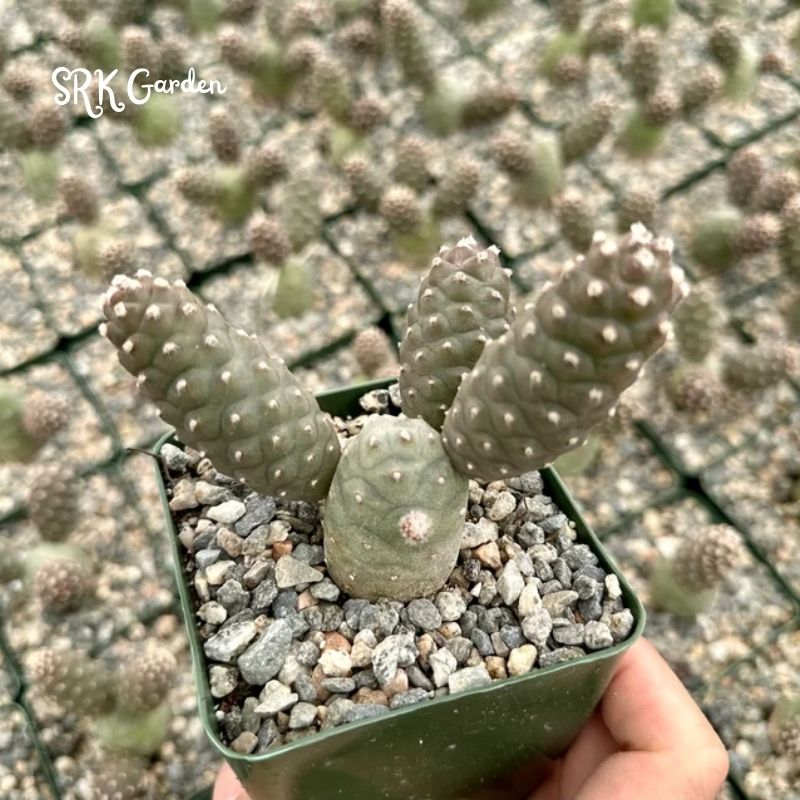Pine Cone Cactus, Tephrocactus Articulatus, Unique Cactus in 3" pot