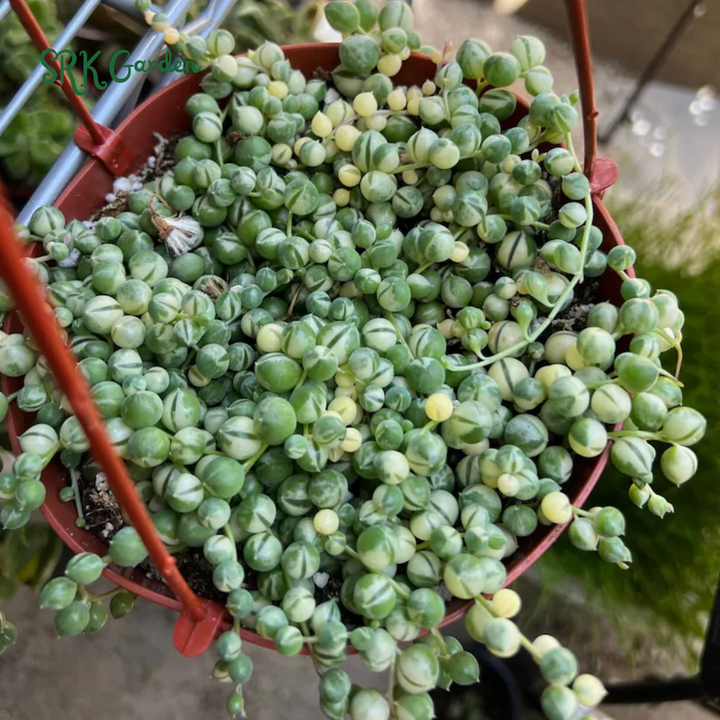 Variegated String of Pearls, Hanging Plant in 2'', 4", 6'' pot