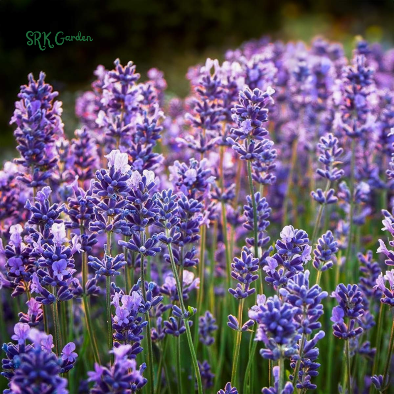 Lavender Seeds for Planting, Purple Perennial Heirloom Lavender Seeds Garden Indoor Outdoor and Home
