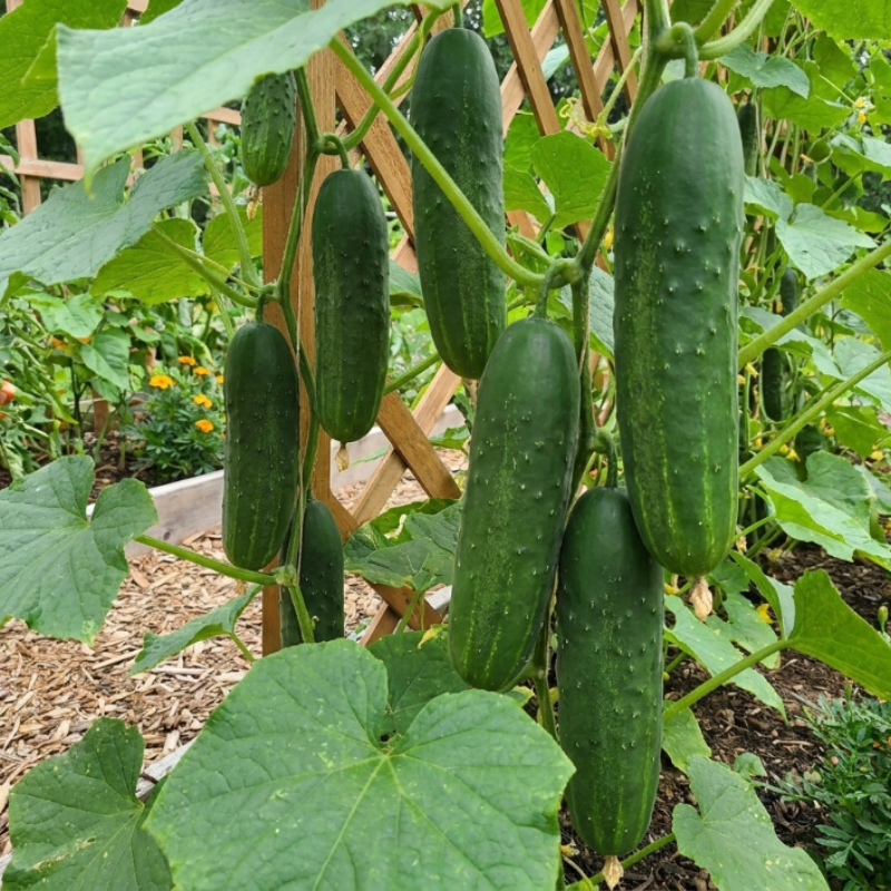 50+ Straight Eight Cucumber Seeds