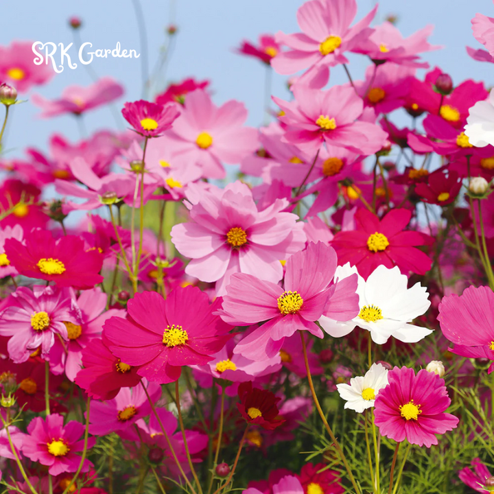 Mixed Cosmos Flower Seed 1000 to 6000pcs. Spring and Fall Panting