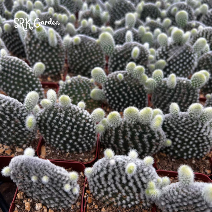Bunny Ear Cactus, Opuntia Microdasys in 2", 4" pot