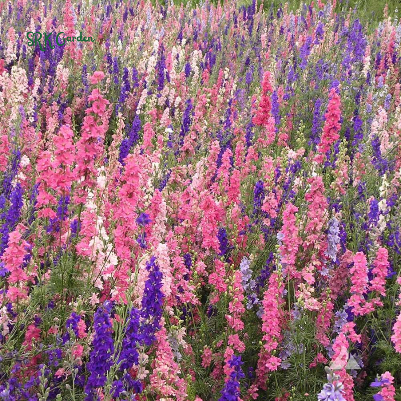 Larkspur Seeds - Giant Imperial Mix 250 seeds