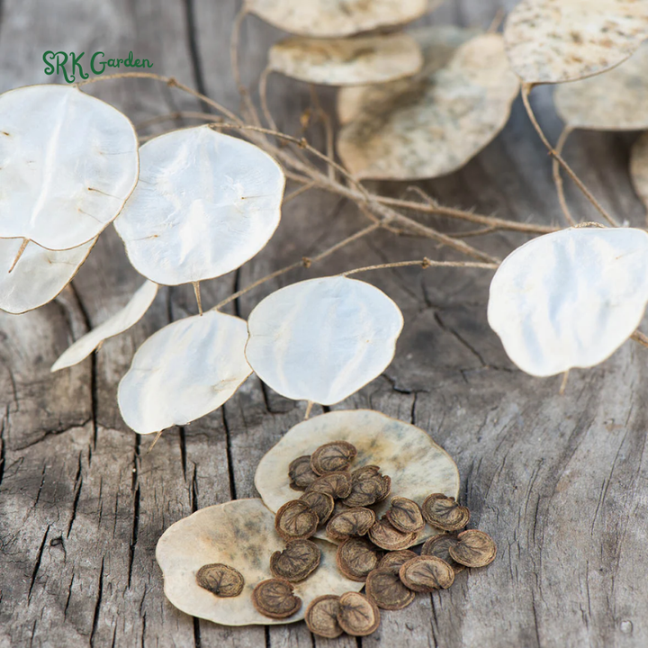 Money Plant Seeds | 50 Seeds