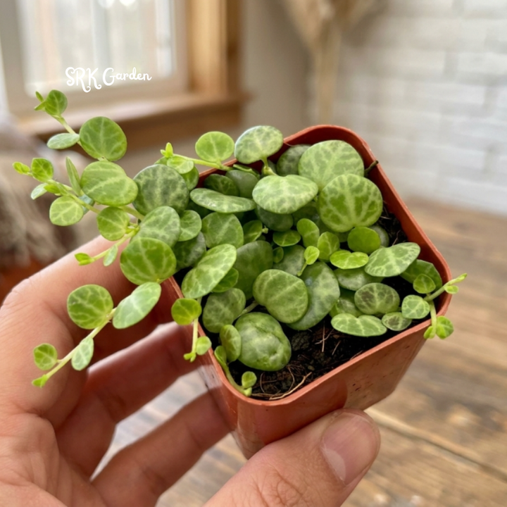 String of Turtles, Trailing Succulent, Hanging Plant, Home Decor Plant in 2.5", 4", 6'' Pot