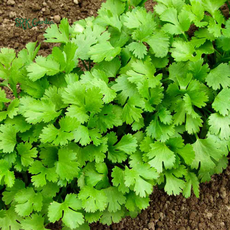 SLOW BOLT CILANTRO SEEDS | 150 Seeds