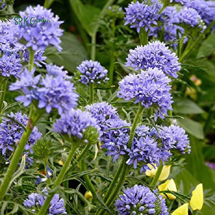 Globe Gilia Seeds for planting | Blue Sea