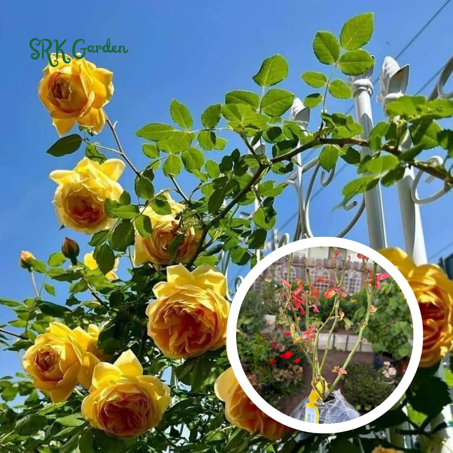 Climbing rose Live Plants