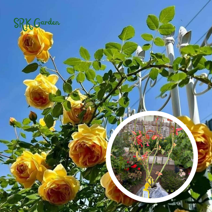 Climbing rose Live Plants