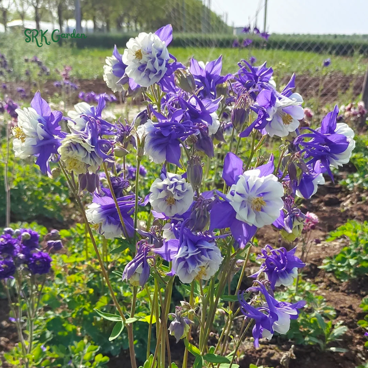 Double Mixed Columbine seeds | 100 Seeds