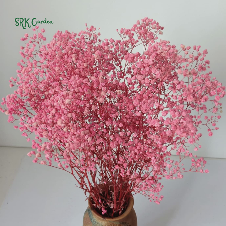 Deep Carmine Baby's Breath Seeds | 100 Seeds