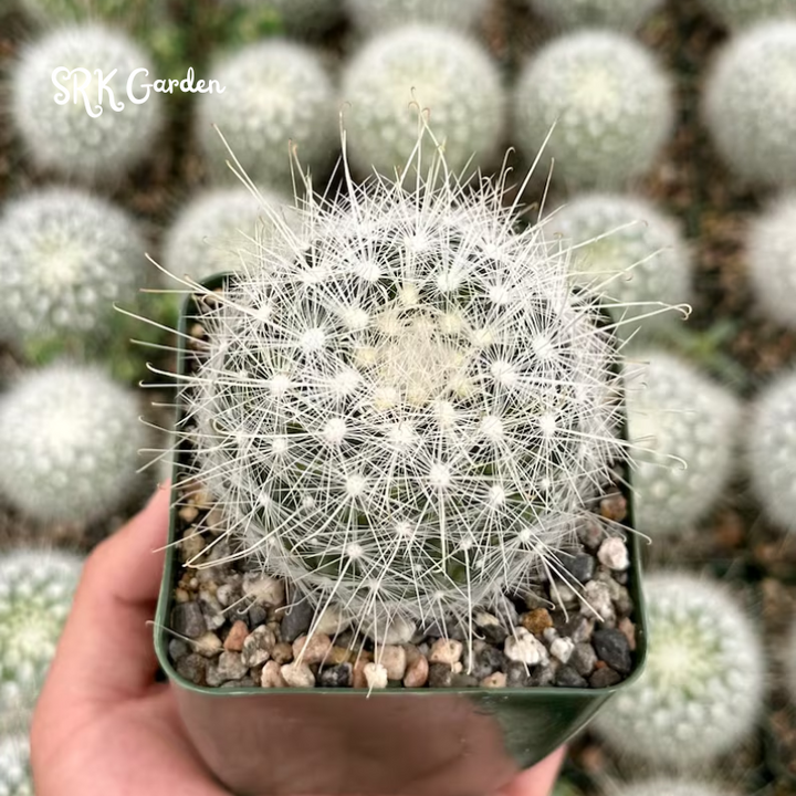 Mammillaria Senilis, Feather Cactus Size 3", 6" pot