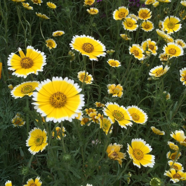 Tidy Tips Seeds | 150 Seeds