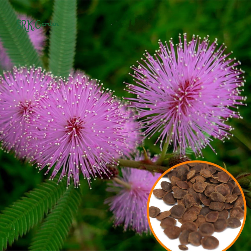 Sensitive Plant Mimosa Pudica Seeds