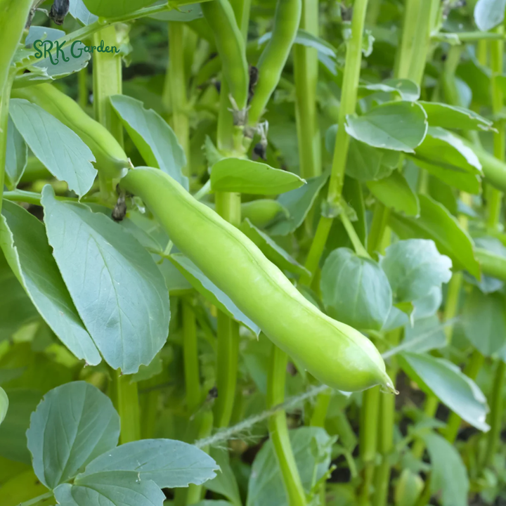 Fava Bean Seeds | 25 Seeds