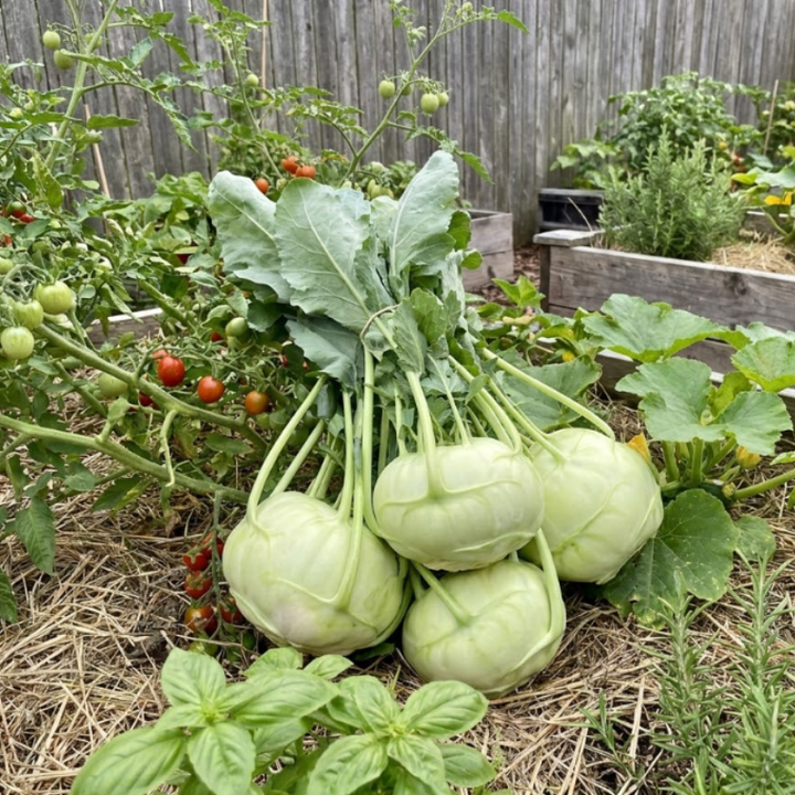 Purple & White Kohlrabi Seeds – Vienna Variety Duo.