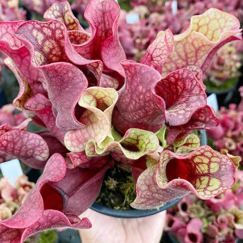 Purple Pitcher Plant | 30 Seeds