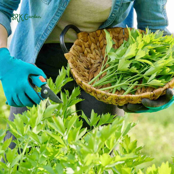 Lovage Seeds | 50 Seeds