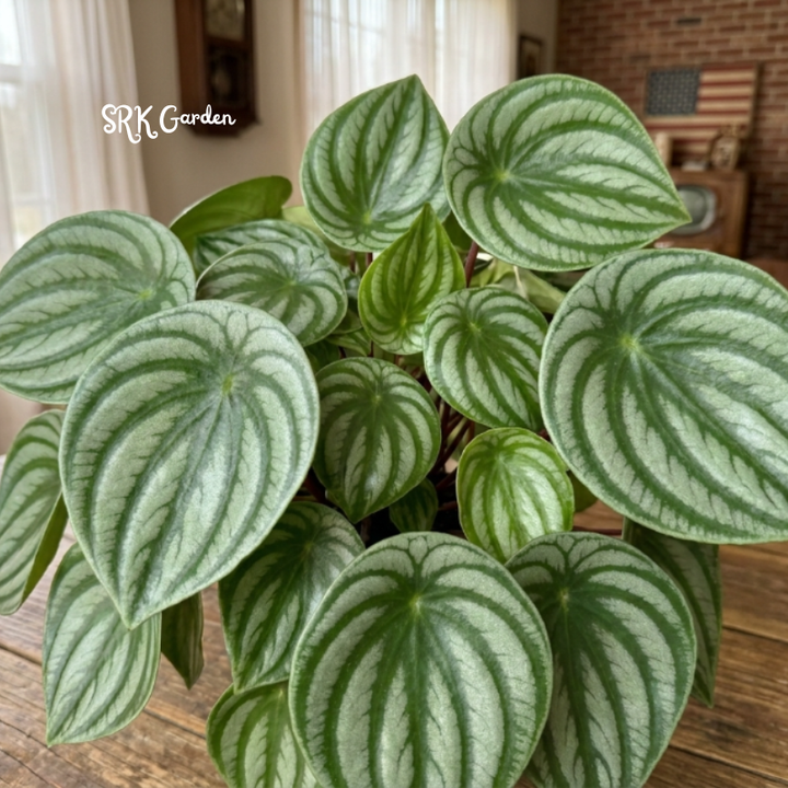 Peperomia Watermelon, Live Houseplant in 4" pot